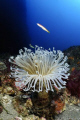   Cerianthus membranaceus  